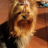 Vendita Yorkshire con pedigree