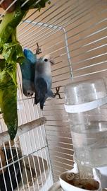 Inseparabili allevati a mano