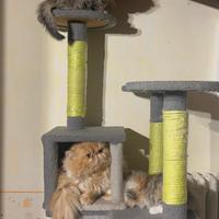 Gattina Persiana di 2 mesi