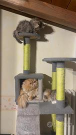 Gattina Persiana di 2 mesi