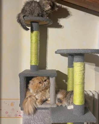 Gattina Persiana di 2 mesi