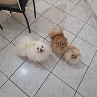 Spitz Pomerania nano