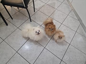 Spitz Pomerania nano