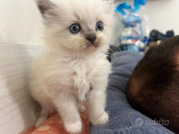 Cucciolo sacro di Birmania