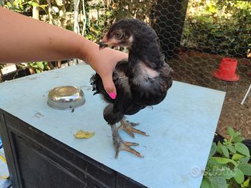 pollo maschio Marans