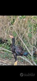 Gallina