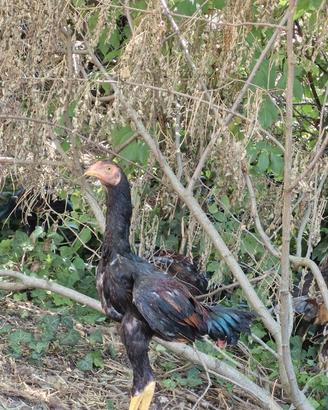 Gallina