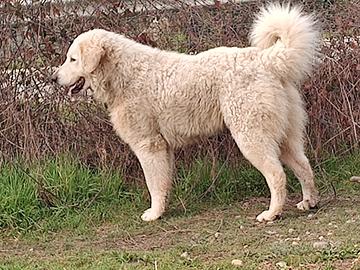 Pastore abruzzese maremmano