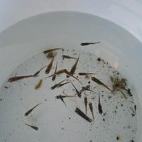 Scarti di selezione medaka