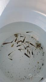 Scarti di selezione medaka