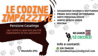 🐾 Pensione casalinga per cani 🐾