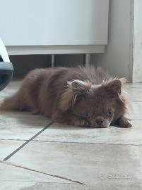 Chihuahua maschio per monta