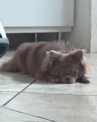 Chihuahua maschio per monta