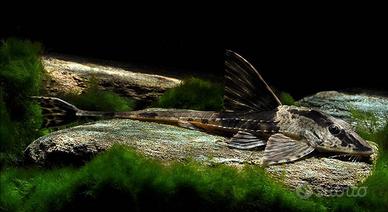 Loricaria rio atabapo