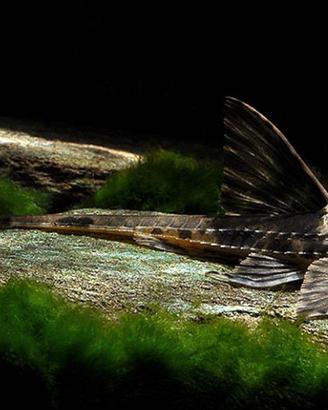 Loricaria rio atabapo