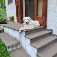 Cucciolo di Pastore Maremmano