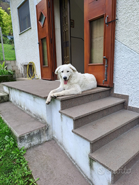 Cucciolo di Pastore Maremmano