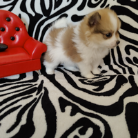 Spitz di Pomerania femmina bicolore magnifica mini