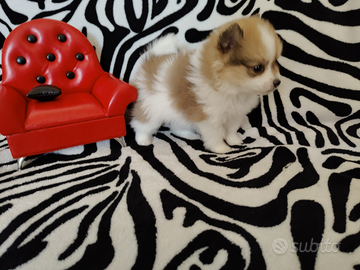 Spitz di Pomerania femmina bicolore magnifica mini