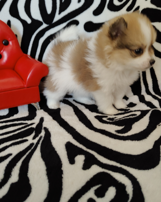 Spitz di Pomerania femmina bicolore magnifica mini