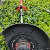 Tagliabordi elettrico 