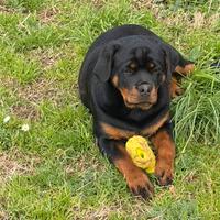 Cucciola rottweiler