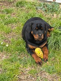 Cucciola rottweiler