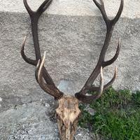 Trofeo di cervo