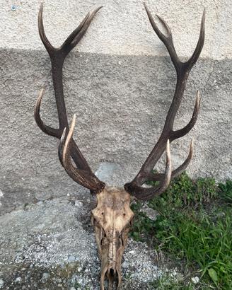 Trofeo di cervo