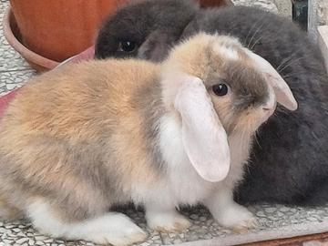 Ariete nani fuzzylop
