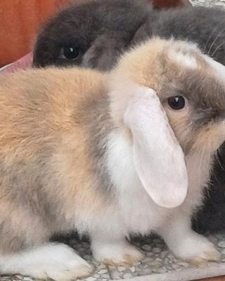 Ariete nani fuzzylop