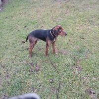 Cucciolone maremmano un anno vaccinato e sverminat