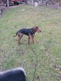 Cucciolone maremmano un anno vaccinato e sverminat