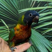 Lori moluccano allevato a mano