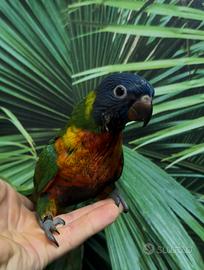 Lori moluccano allevato a mano
