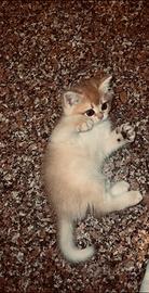 Gattino della razza cincillà dorato britannico