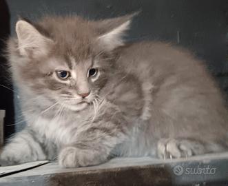 gattini Maine coon 