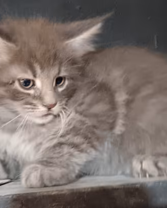gattini Maine coon 