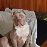 Monta american bully xl maschio