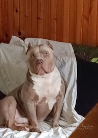 Monta american bully xl maschio