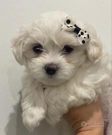 Maltesi maltese