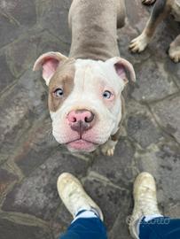 American bully XL