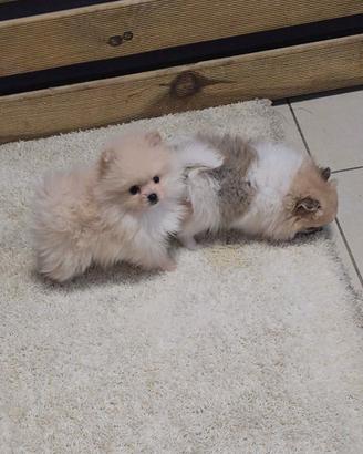 Spitz nano tedesco-pomerania-