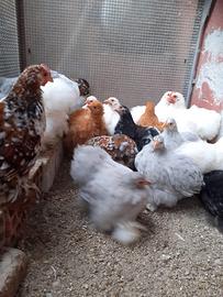 Galline Cocincine Nane e Moroseta
