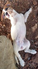 Cuccioli di Jack Russell