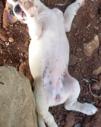 Cuccioli di Jack Russell