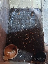 terrario acrilico trasparente più tarantola 