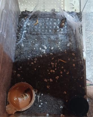 terrario acrilico trasparente più tarantola 