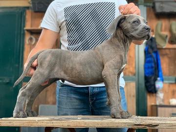 Cuccioli Cane Corso