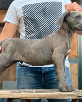 Cuccioli Cane Corso